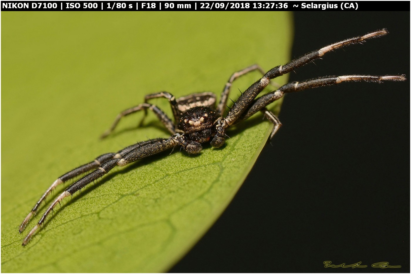 Xysticus sp. ♂ (Thomisidae)